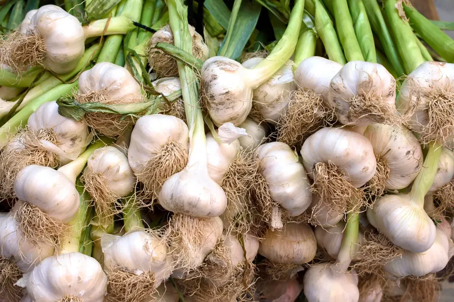 Fresh garlic