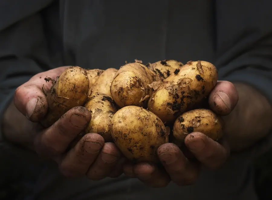 Potatoes