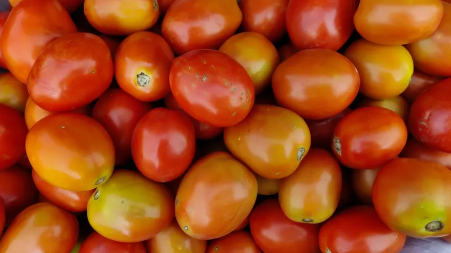 Tomatoes